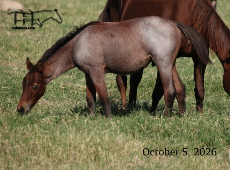 Miss Limited H's 2026 Bay Roan Colt
